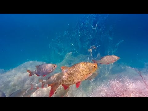 download lagu mp3 mp4 Kamionka Piast Opole, download lagu Kamionka Piast Opole gratis, unduh video klip Kamionka Piast Opole