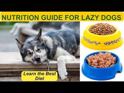 Nutrition Guide for Lazy Dogs: Keeping Your Couch Potato Healthy!
