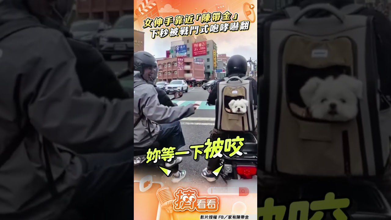 影音/女伸手靠近「陳帶金」 下秒突被「戰鬥式咆哮」挫幾丟