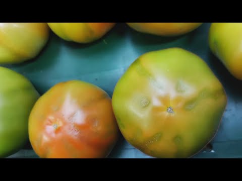 , title : 'La semaine verte | La COVID de la tomate'