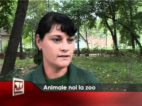 Animale noi la zoo