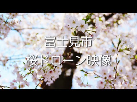 富士見市桜ドローン映像