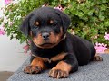 Rottweiler cachorro en venta