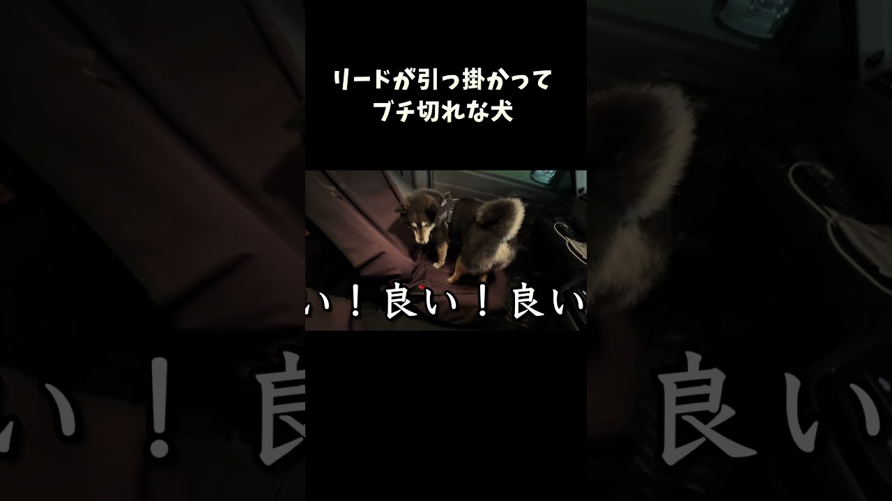 リードが引っ掛かってブチ切れな犬