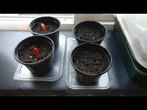 Growing a Monkey Puzzle Tree from Seed Part 1