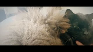 - 大柴広己「テレパシー」(Official Music Video)