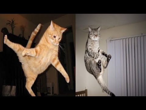 Funny Cats Jumping Fails Compilation | Cat Jumping Fails 2021 | Fun with Pets Tv