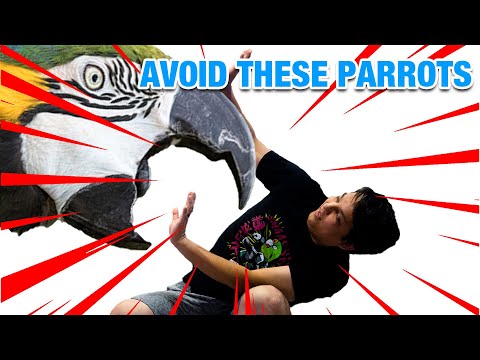 Top 5 Popular Parrots to Avoid