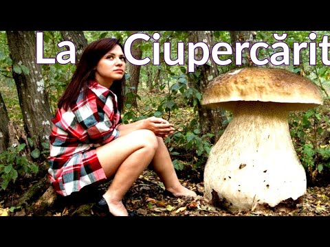 ciuperci și viziune