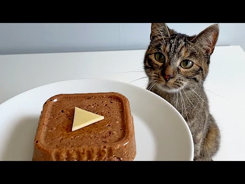 Cat Eating Play Button | ASMR 🎧 Wet Food