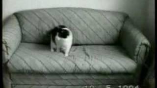 Funny cats