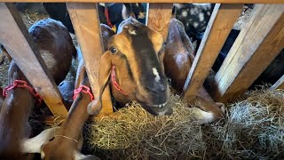 Thomas Farm, Sunderland, MA