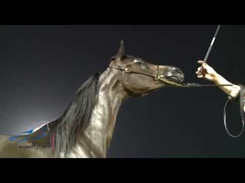 بطولة منطقة مكة المكرمة الدولية السادسة 2015 - جدة