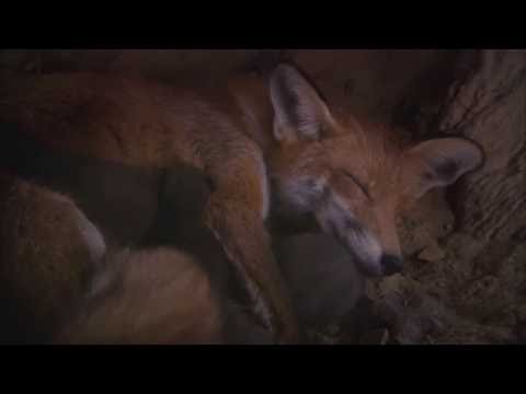 Sielmanns heimische Tiere - Der Rotfuchs