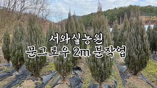 일상) 문그로우 2m 분작업중~^^