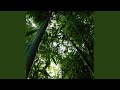 Bamboo Picking