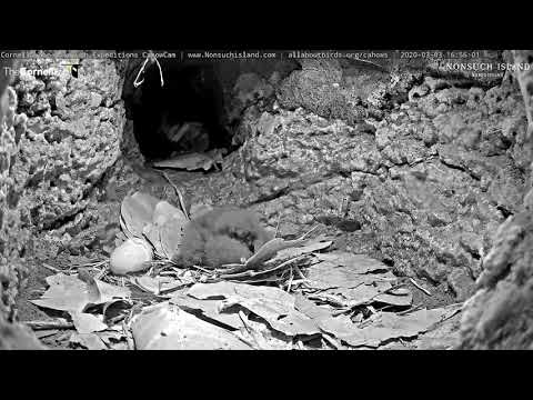 4-day-old Cahow Chick Flaps Wing Nubs, Pokes Around Nest – March 3, 2020