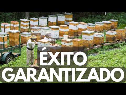 The 6 FACTORS that GUARANTEE your BEEKEEPING SUCCESS