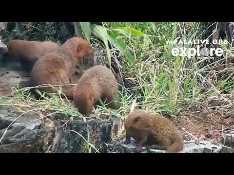 Dwarf Mongoose Family