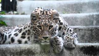 G. C. CAMERON  ...  THIS WILL MAKE YOU DANCE    ...