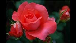 [Dee Dee Bridgewater] My Prayer (balad)