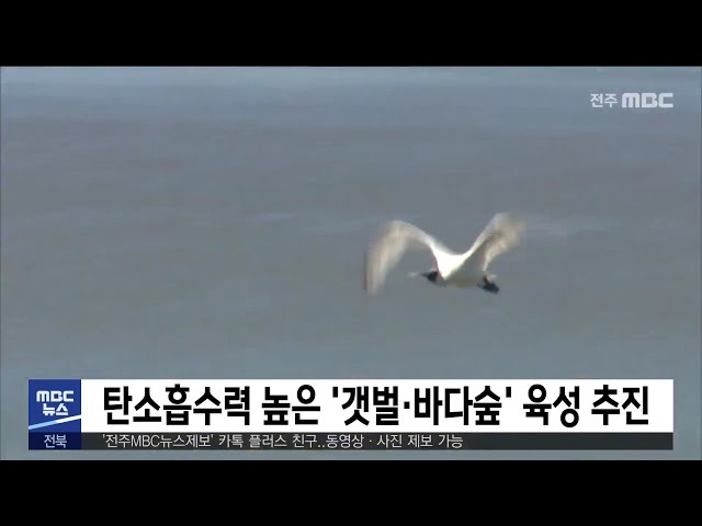 탄소흡수력 높은 '갯벌·바다숲' 육성 추진