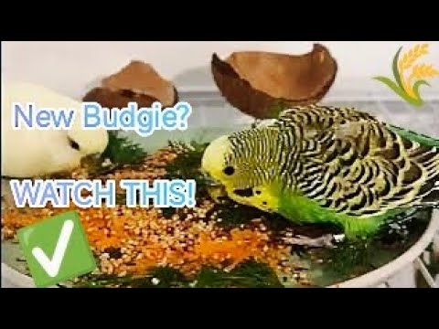 The ULTIMATE Budgie Care Guide for Beginners (Everything You Need to Know)