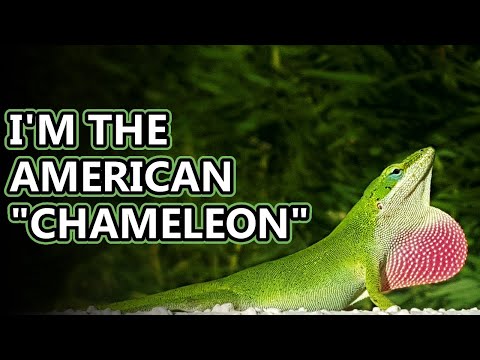 Green Anole facts: how do you say their name? | Animal Fact Files