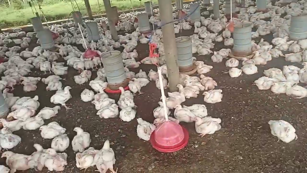 granja com 30.000 frangos, busquei conhecimento com um grande produtor p melhorar meu manejo