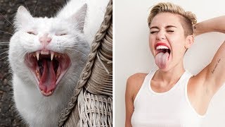 Коты которые похожи на людей, животных и предметы – Смешные кошки МатроскинТВ