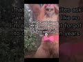 Slay Cupcakke Deepthroat