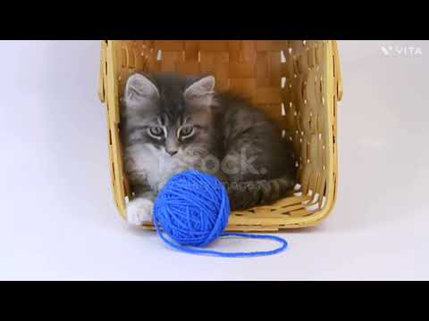 best#cat#video #2023 #youtube #viral #animals #anushka #krish#animals #channel