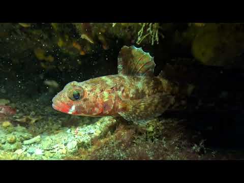 Gobius cruentatus
