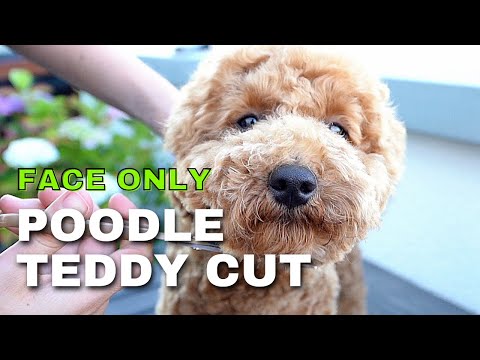 How To: Teddy Cut Face Only - Dog / Poodle Grooming - At Home for Starters