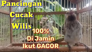 Download lagu Pancingan Gacor Cucak Wilis/Rengganis Untuk Cucak Wilis Malas Bunyi mp3