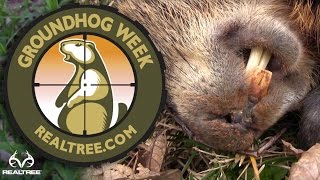 Hunting Groundhogs with Rifles