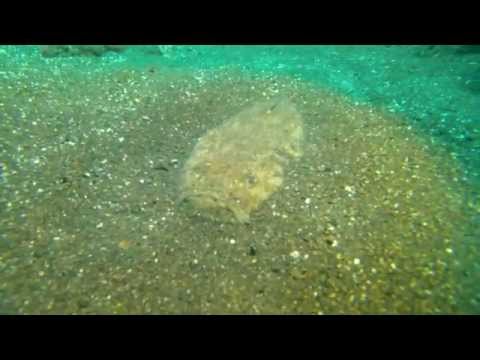 Uranoscopus scaber