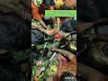 बैधनाथ धाम देवघर शिवलिंग दर्शन Baba Shivling Deo