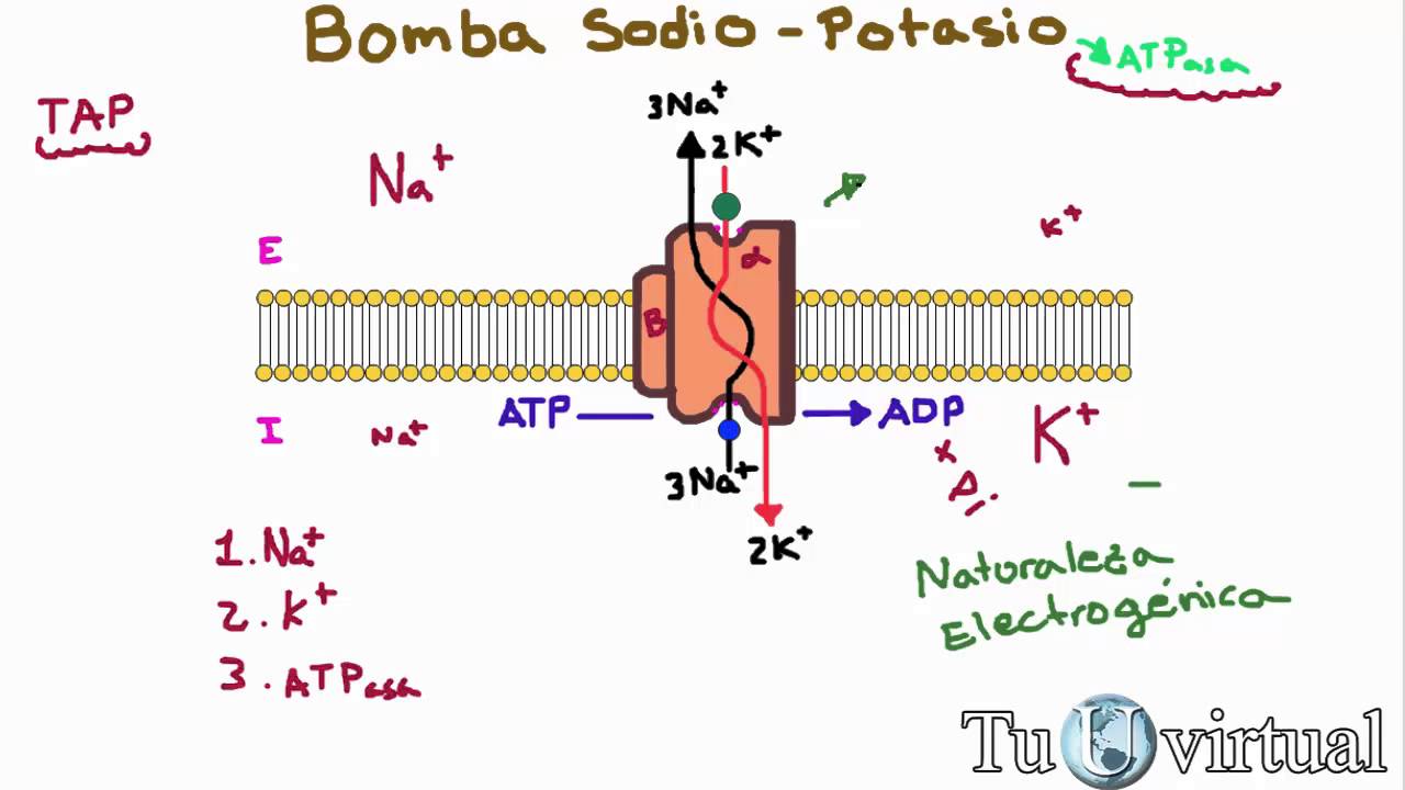 Fisiología - Bomba Sodio Potasio ATPasa - Transporte Activo Primario