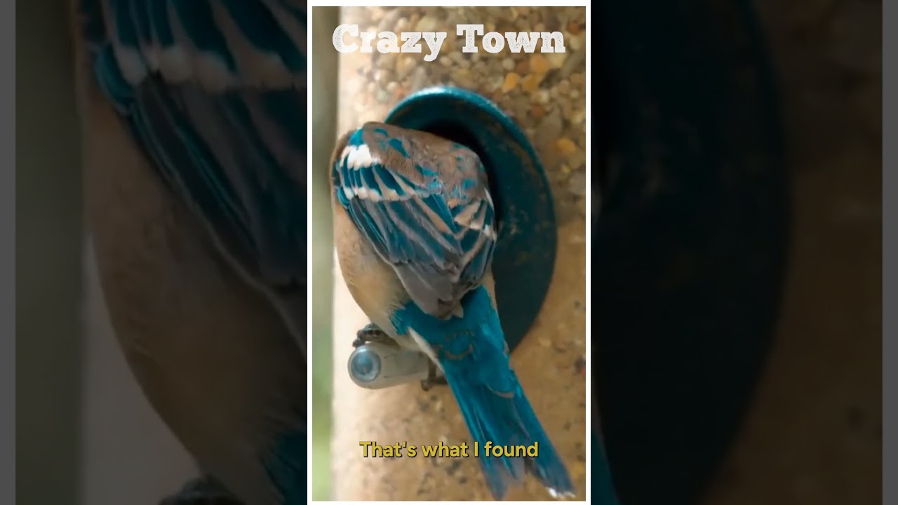 Appreciating the Familiar: Crazy Town Clip