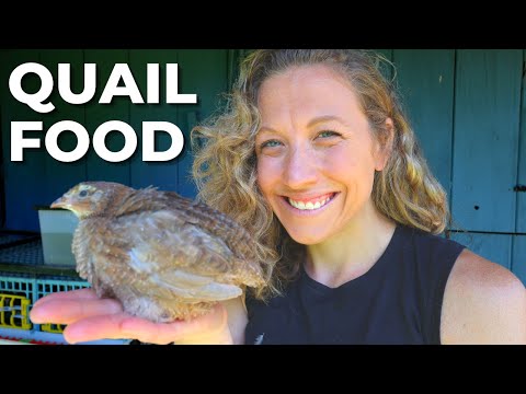 What Do Quail Eat... Alternative Quail Food Ideas