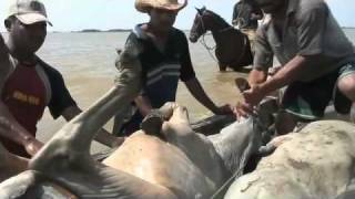 TRASHUMANCIA Travesía nómada