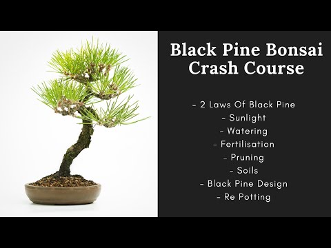 , title : 'Japanese Black Pine Bonsai Care'