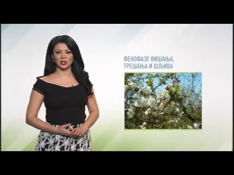 Zelena prognoza, 8.4.2016. - O stanju u zasadima višanja, trešanja i šljiva