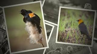 Birds of Southern Alberta~2020