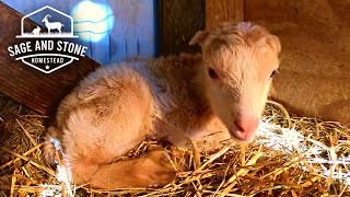 Baby Watch & Birth: Our FIRST Mini LaMancha is HERE! | Dairy Goat VLOG