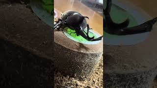 2026年8月11日 カブトムシの様子✨