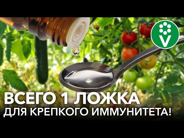 ЭТО СПАСЕТ ВАШ ОГОРОД ОТ БОЛЕЗНЕЙ! Укрепляем иммунитет растений пошагово