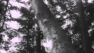 Modest Mouse - Shit in Your Cut (Lyrics)