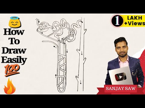 How to Draw Nephron step by step for Beginners! Video